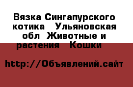 Вязка Сингапурского котика - Ульяновская обл. Животные и растения » Кошки   